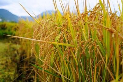 有机大米种植技术(有机水稻的种植的效益分析)