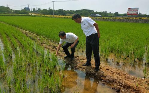 句容白兔镇邀请专家田间地头传授种植有机水稻致富 新经