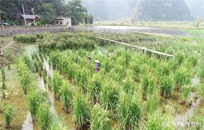 2米多高的巨型水稻在贺州横空出世,你见过吗?