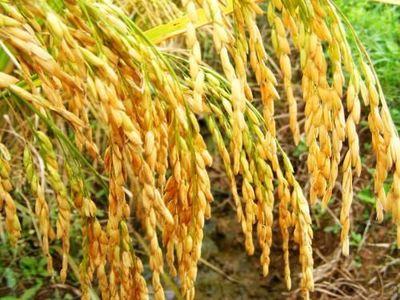 每日粮油:2018年稻谷托市价继续下调 大米市场究竟怎么了?