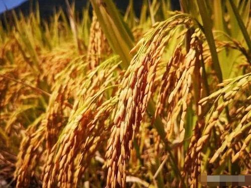 第三,水稻,小麦的价格还受到消费者的习惯,国外稻谷小麦价格,种植面积