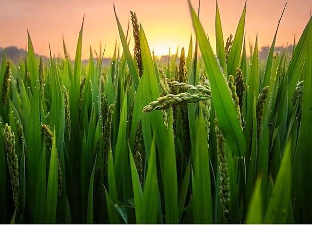水稻作为我国的主要粮食作物之一,在我国具有悠久的种植历史.