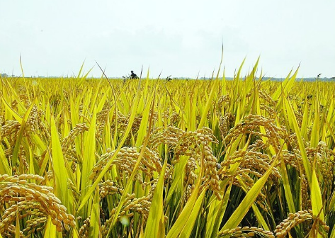 宁安水稻种植基地水稻批发价格 有机水稻大量销售 价格合理 - 宁安市富水水稻专业合作社