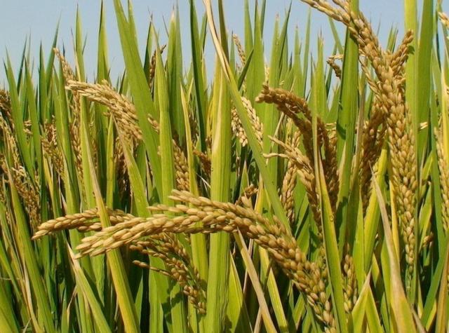 因此在南方地区的很多地方都是大面积的去种植水稻,这样才能够确保