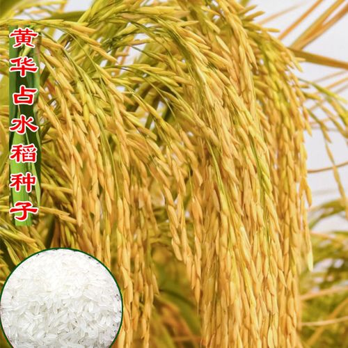 高产黄华占水稻种籽直播旱稻种子香米谷圆粒长粒珍珠米种临旱1号