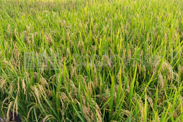 种植水稻草甸