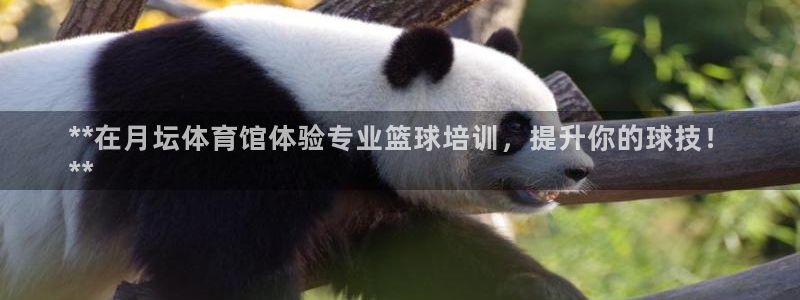 欧陆娱乐官方网站首页：**在月坛体育馆体验专业篮球培